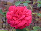 Deuil de Dr. Reynaud rose photo