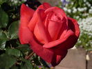 William's Rose rose photo