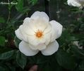 Platinum Blonde rose photo
