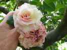 12 Westerland OP 16 rose photo