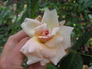 12 Westerland OP 16 rose photo