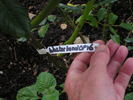 12 Westerland OP 16 rose photo