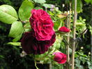 12 Tess Of The D'Urbervilles 04 rose photo