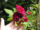12 Tess Of The D'Urbervilles 04 rose photo
