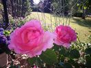 Asteropé rose photo