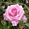 Charlotte of Fife rose photo