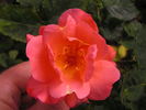 12 Westerland OP 10 rose photo