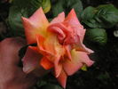 12 Westerland OP 03 rose photo