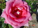 Jacaranda rose photo