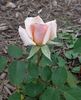 Ambiance ™ rose photo
