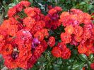 Canzonetta rose photo