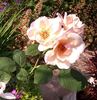 Arahan rose photo