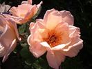 Arahan rose photo