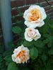 Mrs. Aaron Ward, Cl. rose photo