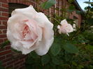 Mrs. Aaron Ward, Cl. rose photo