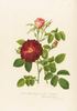 Rose Vampa rose photo