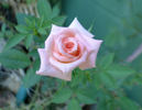 Kay Denise rose photo
