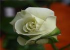 Peppermint Ice rose photo