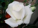Grand Nord ® rose photo
