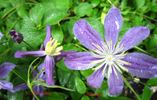 C. 'Aromatica' clematis photo