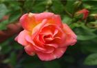 Joanne de Féligonde rose photo