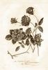 Bizzarria rose photo