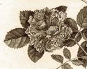 Bizzarria rose photo