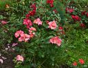 Pretty Girl rose photo
