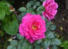 Gloriana rose photo