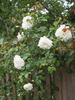 Fräulein Octavia Hesse rose photo