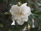 Fräulein Octavia Hesse rose photo