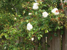Fräulein Octavia Hesse rose photo