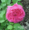 Madame Hersilie Ortgies - in commerce rose photo