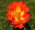 Alezane rose photo