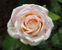 Alice Grahame rose photo