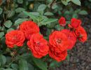 Allotria rose photo