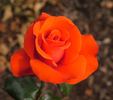 Alpha rose photo