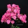 Chatillon Rose rose photo