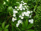 Popcorn rose photo