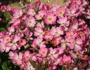 Ambiance ® rose photo