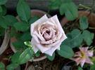 Tantarra rose photo