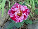 Tigress ™ rose photo