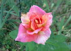World Peace ™ rose photo