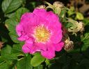 America rose photo