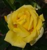Ammerland rose photo