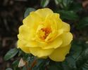 Ammerland rose photo