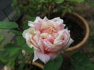 Sunset rose photo