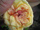 Sunset rose photo