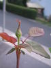 Sunset rose photo