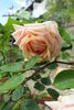 Sunset rose photo